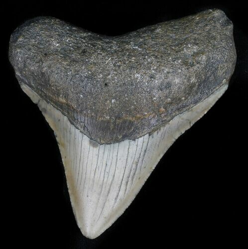 Megalodon Tooth - North Carolina #59146
